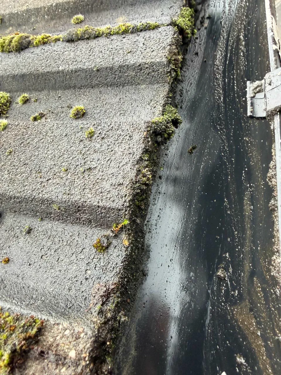 Grass and moss growing out of a gutter before it was cleared