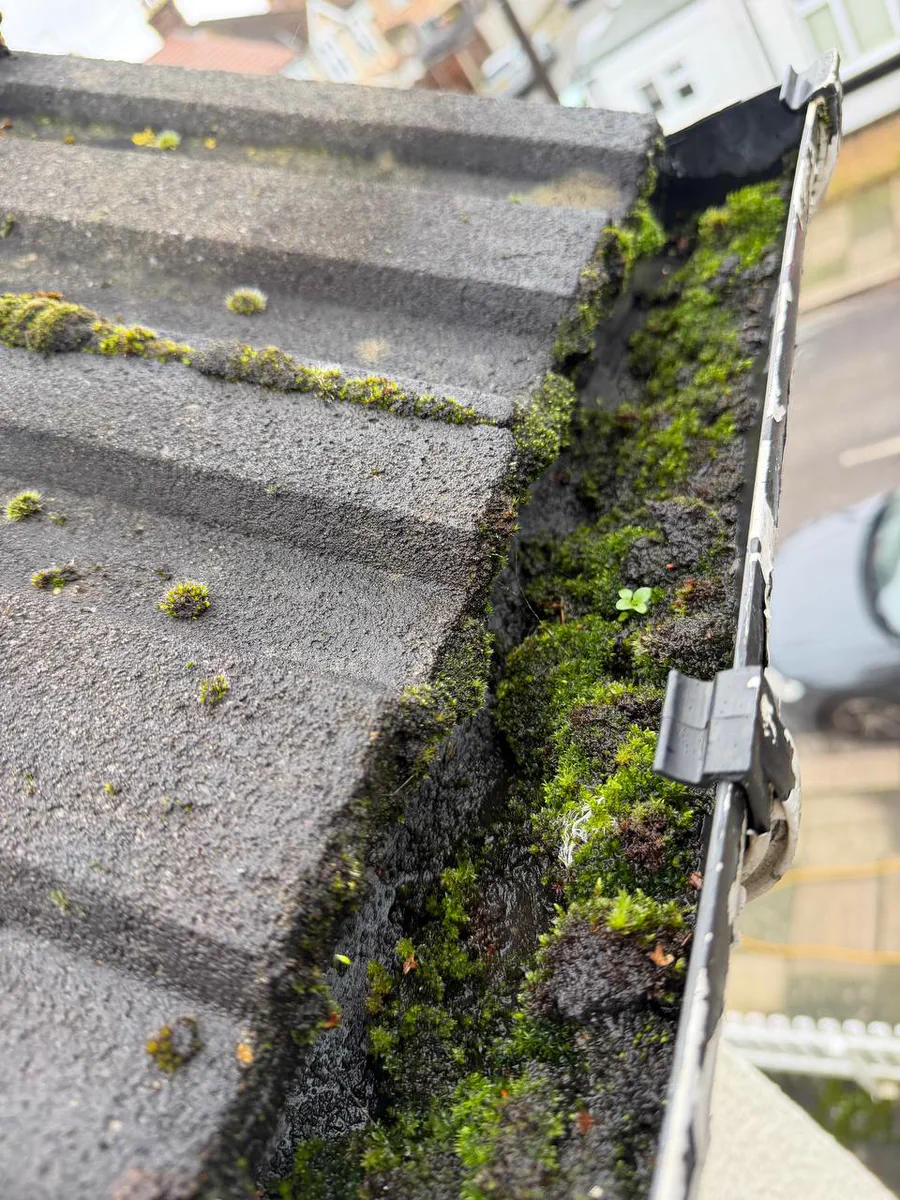 Green moss spreading along the edge of a tiled roof beside the gutter